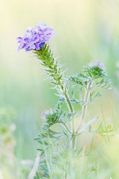 Wilson, Emily M. 아티스트의 Lampasas-Texas-USA-Prairie Verbena wildflowers in the Texas Hill Country작품입니다.